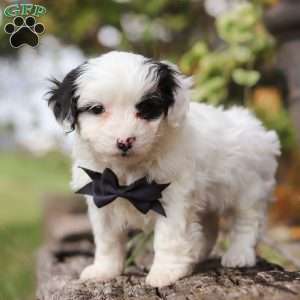 Dylan, Yorkie Poo Puppy